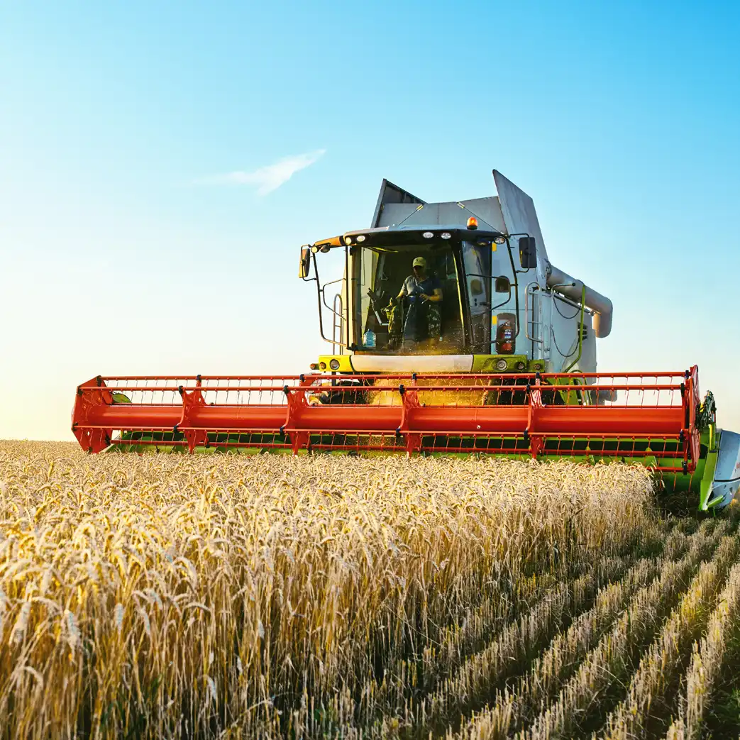 Farmer harvesting wheat